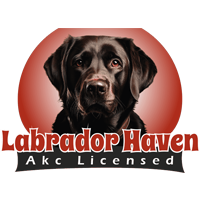 Labradors Available in Roanoke Virginia For Sale